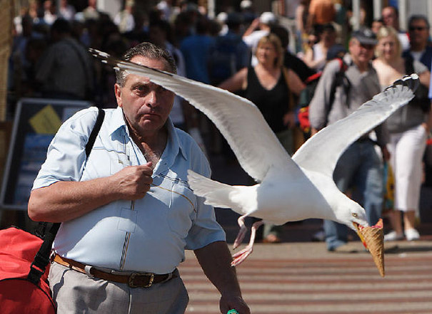 A seagull snatches an ice cream cone from a man, caught in a perfectly timed photo. A seagull snatches an ice cream cone from a man, caught in a perfectly timed photo.