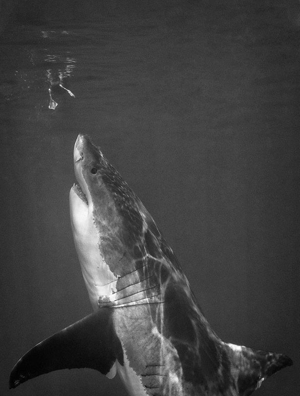 Perfectly timed photo of a great white shark swimming toward the surface, captured in black and white. Perfectly timed photo of a great white shark swimming toward the surface, captured in black and white.