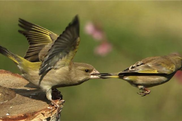 Two birds captured mid-flight in a perfectly timed photo, one holding the other's tail.