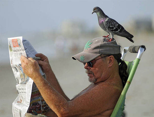 Man reading a newspaper on the beach with a pigeon perfectly timed perched on his cap.
