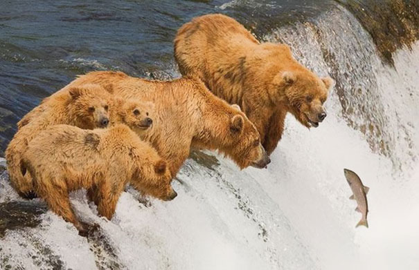 Bears standing by a waterfall, perfectly timed as a salmon leaps through the air. Bears standing by a waterfall, perfectly timed as a salmon leaps through the air.