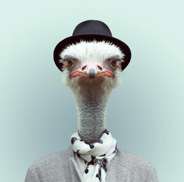 funny-zoo-animal-portraits-yago-partal-6