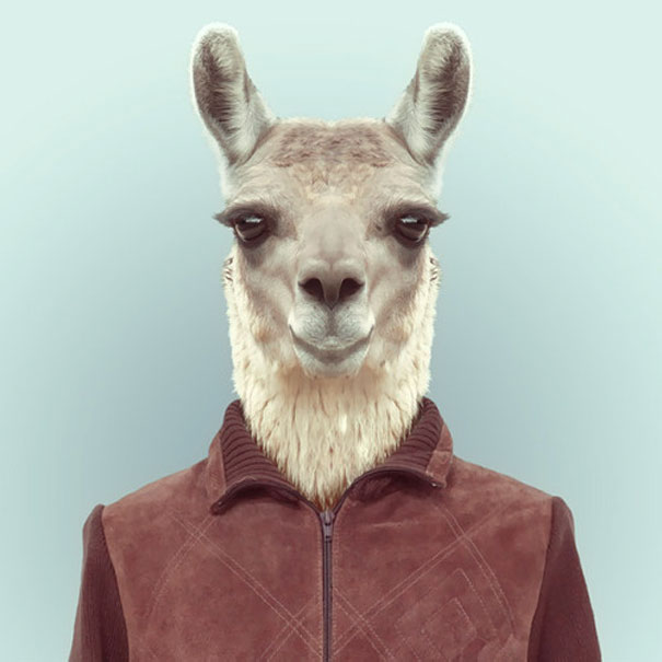 funny-zoo-animal-portraits-yago-partal-9 funny-zoo-animal-portraits-yago-partal-9