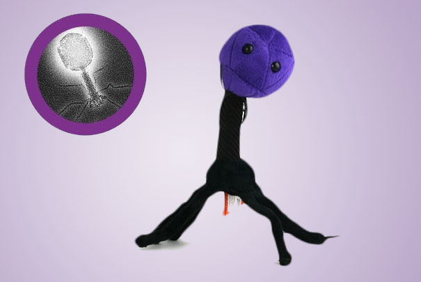 Giant Plush Microbes and Cells