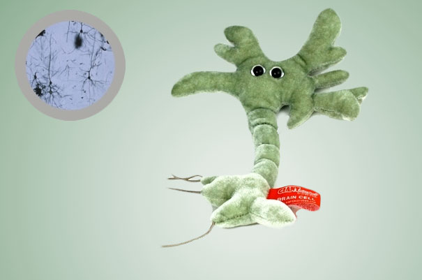 Giant Plush Microbes and Cells Giant Plush Microbes and Cells