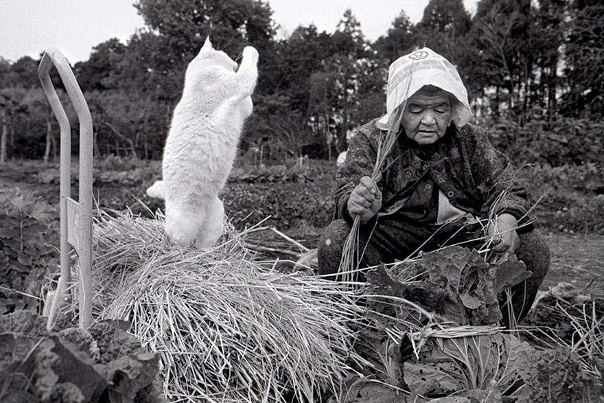 Beautiful Friendship Between a Grandmother and Her Odd-eyed Cat