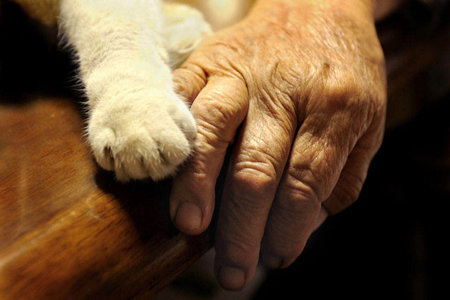 Beautiful Friendship Between a Grandmother and Her Odd-eyed Cat