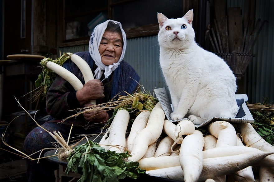 Beautiful Friendship Between a Grandmother and Her Odd-eyed Cat