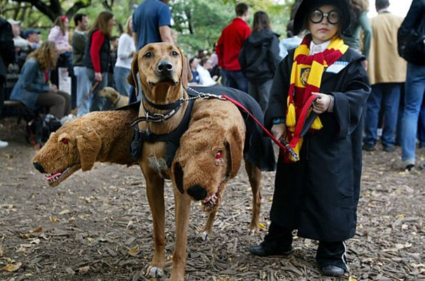 Child in wizard costume with a three-headed dog at a Halloween event.