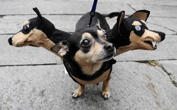 21 Creative and Funny Halloween Costumes For Pets 21 Creative and Funny Halloween Costumes For Pets