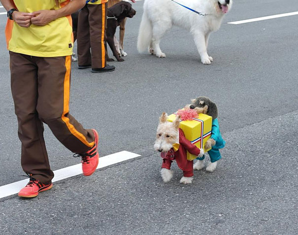 21 Creative and Funny Halloween Costumes For Pets 21 Creative and Funny Halloween Costumes For Pets