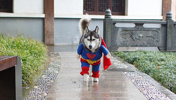 21 Creative and Funny Halloween Costumes For Pets 21 Creative and Funny Halloween Costumes For Pets