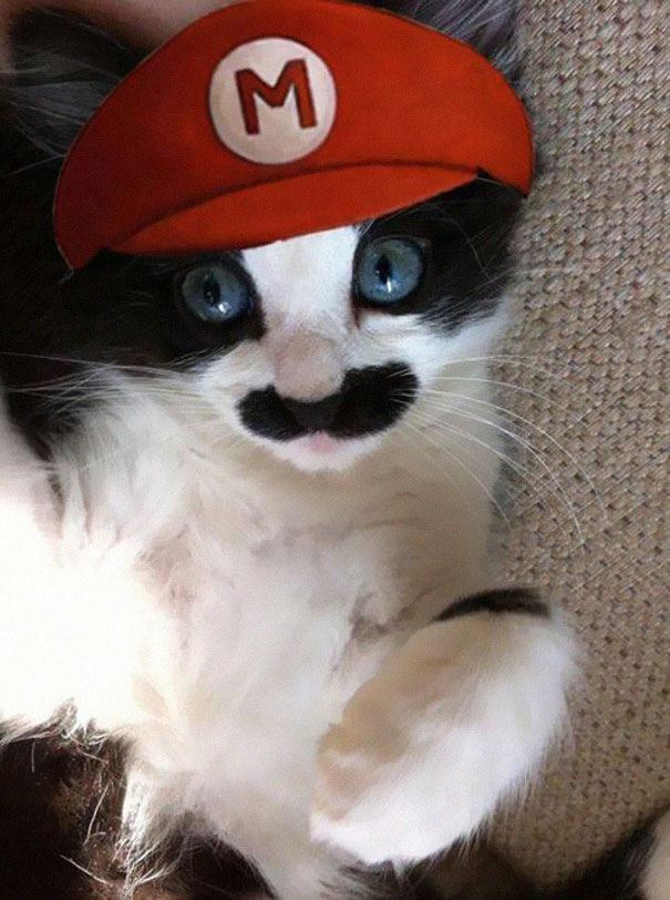21 Creative and Funny Halloween Costumes For Pets 21 Creative and Funny Halloween Costumes For Pets