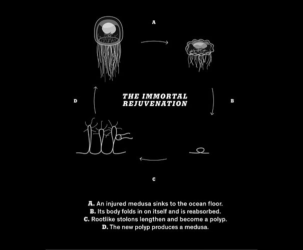 Immortal Jellyfish: The Only Known Species Known to Live Forever Immortal Jellyfish: The Only Known Species Known to Live Forever