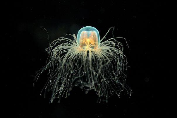 Immortal Jellyfish: The Only Known Species Known to Live Forever Immortal Jellyfish: The Only Known Species Known to Live Forever