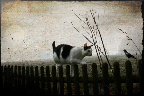 Cat cautiously walking on a wooden fence near dry branches with a bird, illustrating intriguing facts about dreams. Cat cautiously walking on a wooden fence near dry branches with a bird, illustrating intriguing facts about dreams.