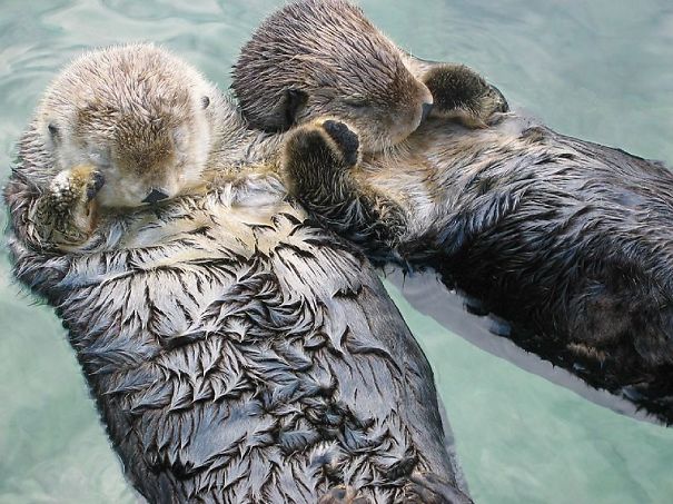 Two otters floating in water, holding paws, showcasing a happy moment in nature. Two otters floating in water, holding paws, showcasing a happy moment in nature.