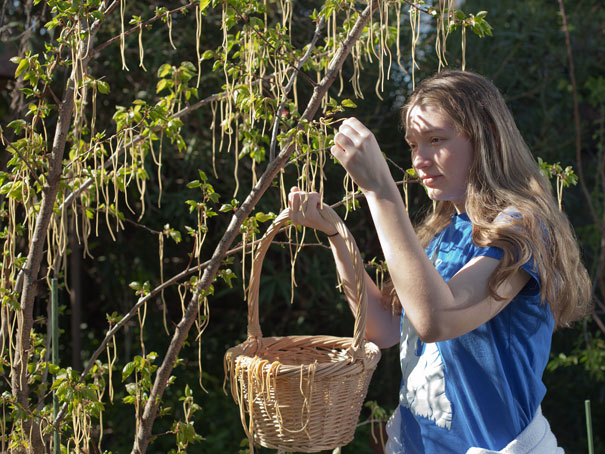 Person harvesting pasta from a tree with a basket, showcasing one of the happiest facts.