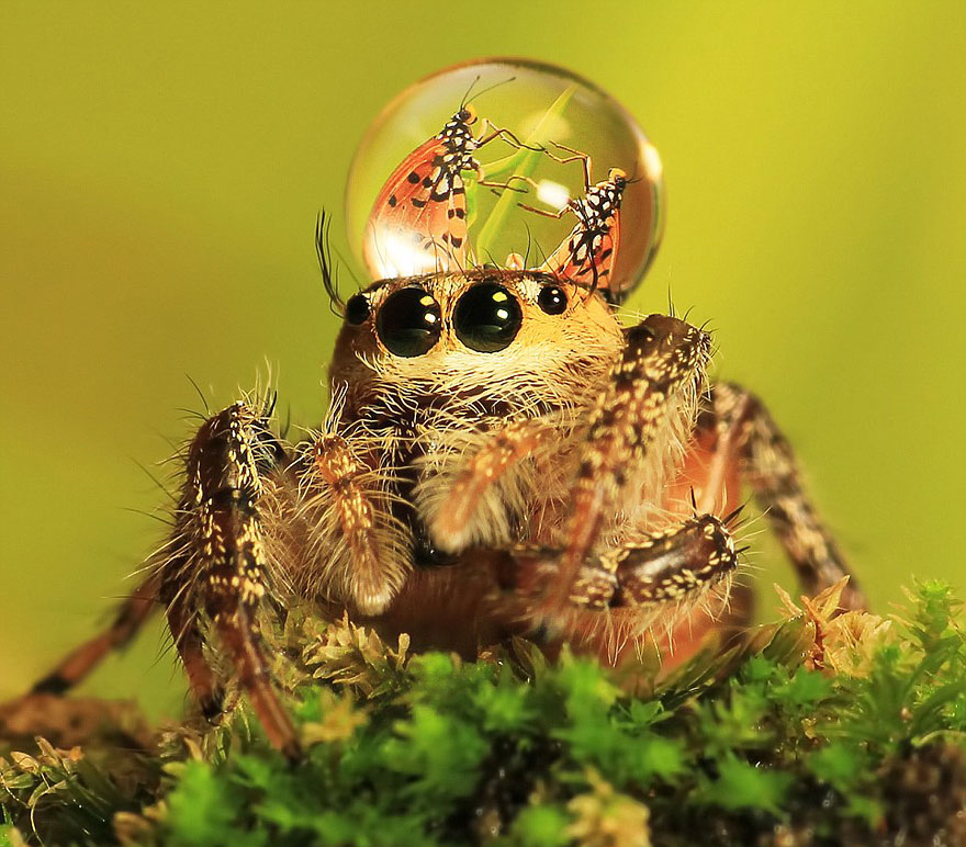 Jumping Spiders Wearing Water Drops as Fancy Hats Jumping Spiders Wearing Water Drops as Fancy Hats