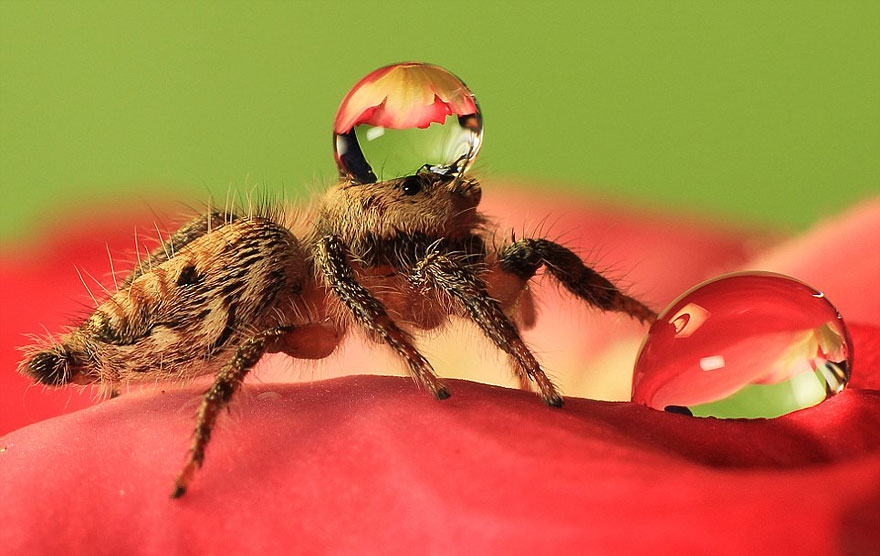 Jumping Spiders Wearing Water Drops as Fancy Hats Jumping Spiders Wearing Water Drops as Fancy Hats