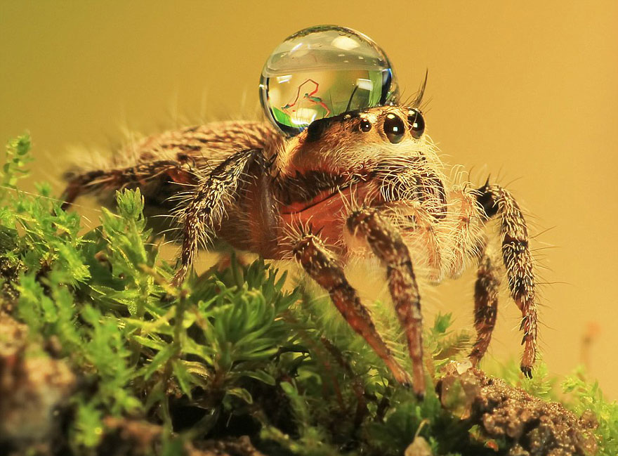 Jumping Spiders Wearing Water Drops as Fancy Hats Jumping Spiders Wearing Water Drops as Fancy Hats