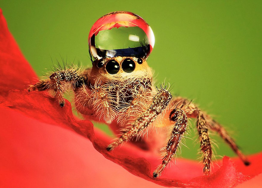 Jumping Spiders Wearing Water Drops as Fancy Hats