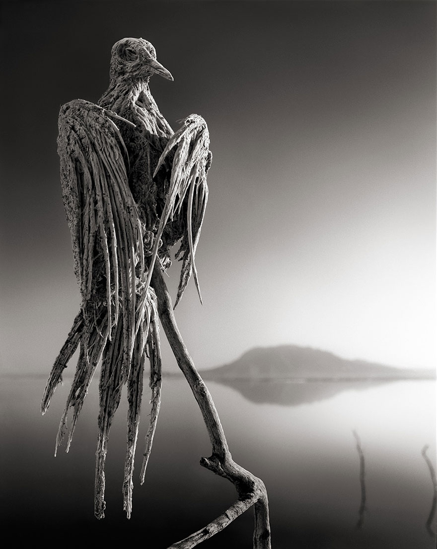 Deadly African Lake Turns Birds Into Salt Statues Deadly African Lake Turns Birds Into Salt Statues