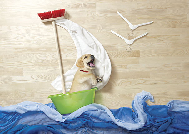 Puppies and Kittens Have Imaginative Adventures With Household Objects