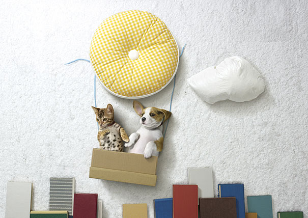 Puppies and Kittens Have Imaginative Adventures With Household Objects Puppies and Kittens Have Imaginative Adventures With Household Objects