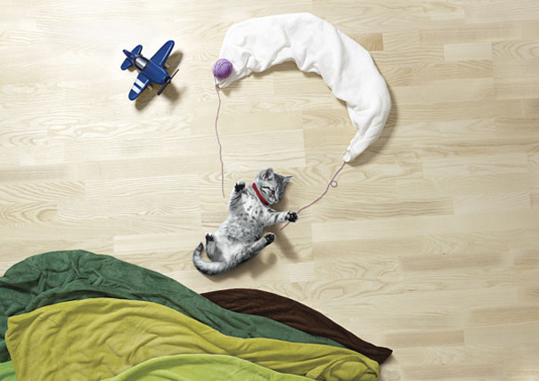 Puppies and Kittens Have Imaginative Adventures With Household Objects