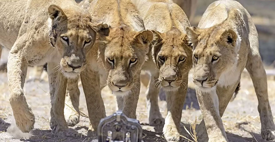 Photographer Puts Camera On Radio-Controlled Buggy To Take Close-Up Photos Of Lions In Botswana [VIDEO]