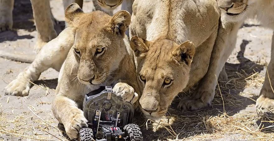 Photographer Puts Camera On Radio-Controlled Buggy To Take Close-Up Photos Of Lions In Botswana [VIDEO]