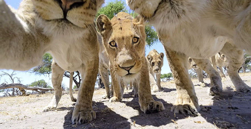 Photographer Puts Camera On Radio-Controlled Buggy To Take Close-Up Photos Of Lions In Botswana [VIDEO]
