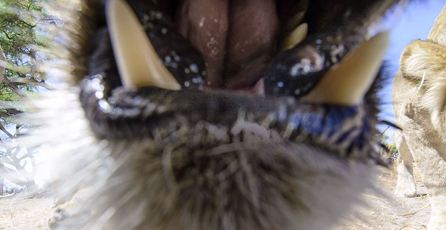 Photographer Puts Camera On Radio-Controlled Buggy To Take Close-Up Photos Of Lions In Botswana [VIDEO]