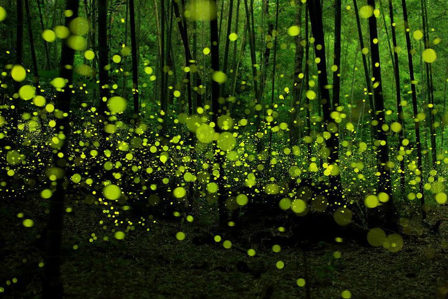 Dream-Like Long Exposure Photos of Fireflies in Nagoya, Japan Dream-Like Long Exposure Photos of Fireflies in Nagoya, Japan