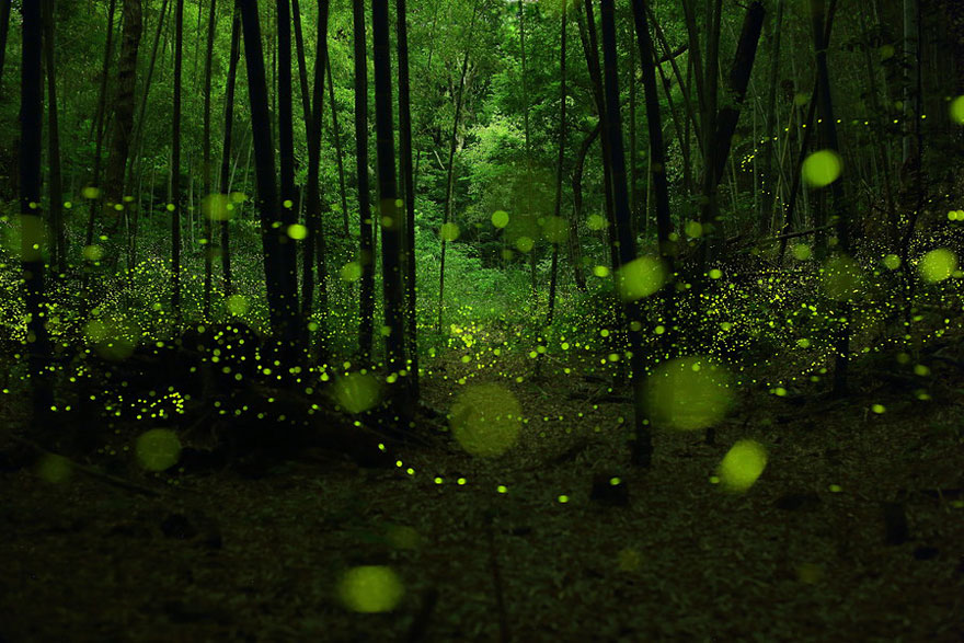 Dream-Like Long Exposure Photos of Fireflies in Nagoya, Japan Dream-Like Long Exposure Photos of Fireflies in Nagoya, Japan