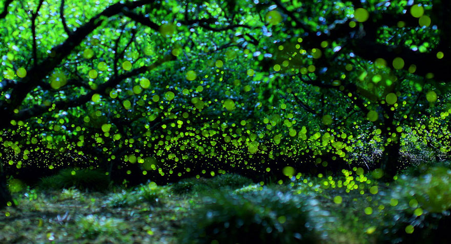 Dream-Like Long Exposure Photos of Fireflies in Nagoya, Japan