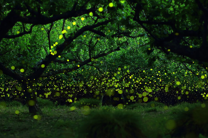 Dream-Like Long Exposure Photos of Fireflies in Nagoya, Japan