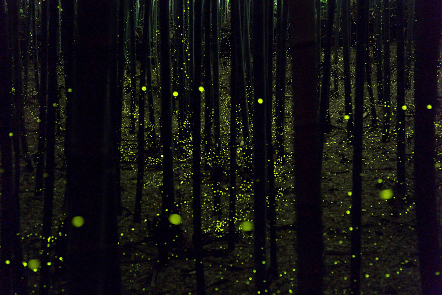 Dream-Like Long Exposure Photos of Fireflies in Nagoya, Japan
