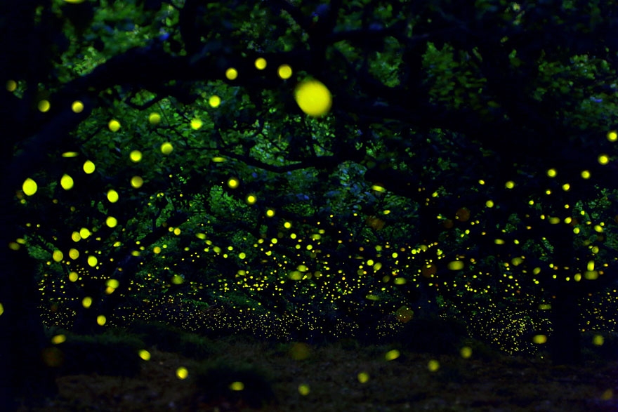 Dream-Like Long Exposure Photos of Fireflies in Nagoya, Japan Dream-Like Long Exposure Photos of Fireflies in Nagoya, Japan