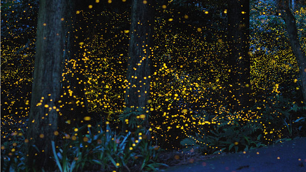 Surreal Long Exposure Photos of Gold Fireflies