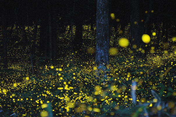 Surreal Long Exposure Photos of Gold Fireflies