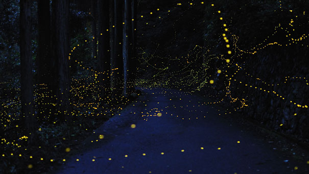 Surreal Long Exposure Photos of Gold Fireflies