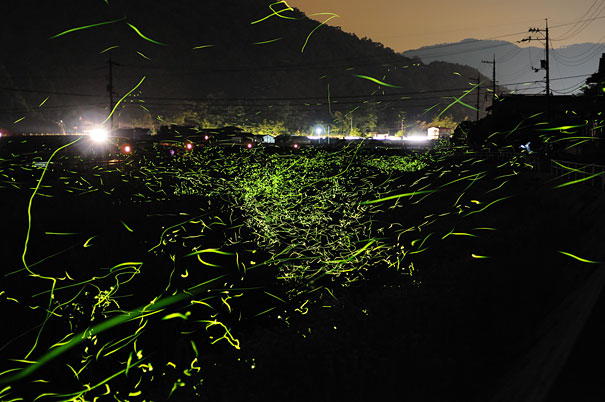 Surreal Long Exposure Photos of Gold Fireflies