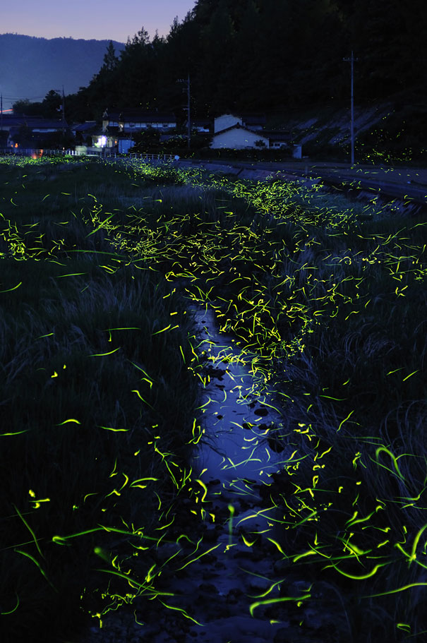 Surreal Long Exposure Photos of Gold Fireflies