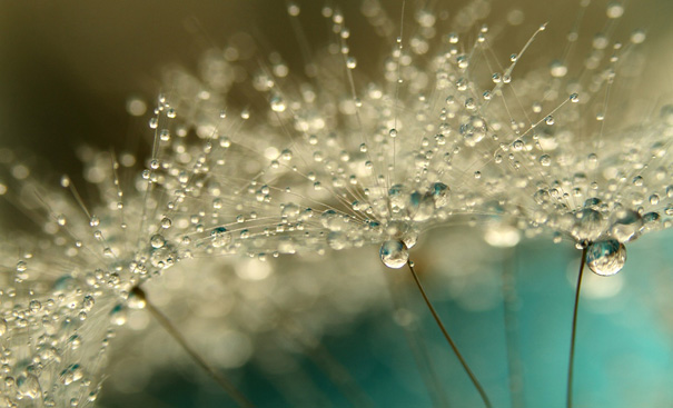 Amazing Macro Shots of Dew-Soaked Dandelions