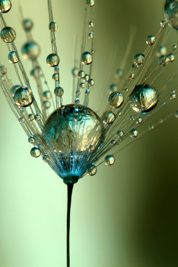 Amazing Macro Shots of Dew-Soaked Dandelions