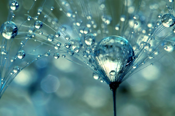 Amazing Macro Shots of Dew-Soaked Dandelions