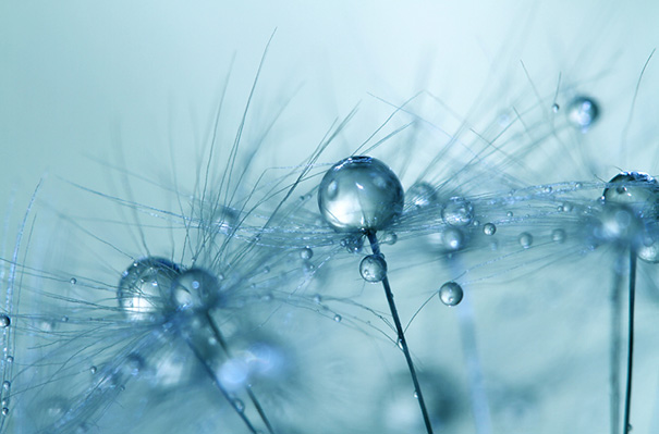 Amazing Macro Shots of Dew-Soaked Dandelions Amazing Macro Shots of Dew-Soaked Dandelions