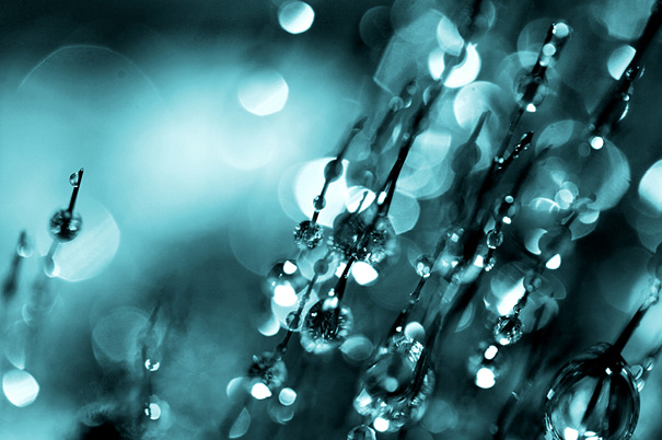 Amazing Macro Shots of Dew-Soaked Dandelions